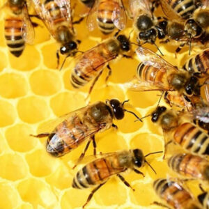 Bee Disease Insurance 4-5 Colonies