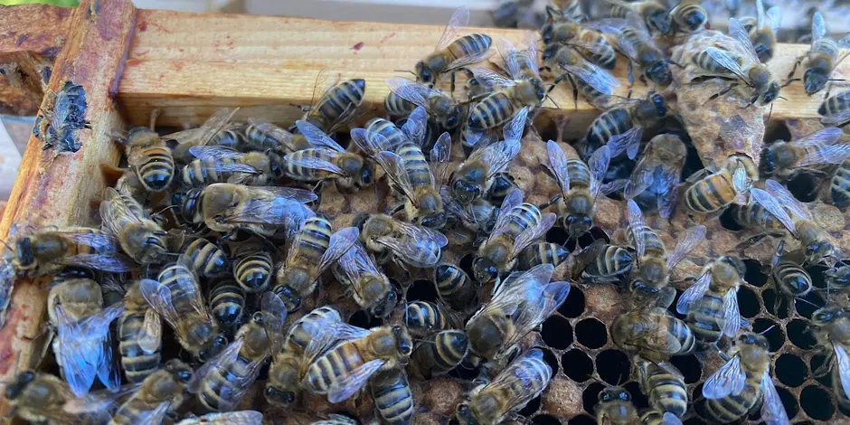 Bee Charity Day